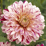 Dahlia Decorative 'Smokey'